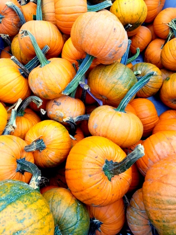 Zoe & Eric Go Pumpkin Picking
